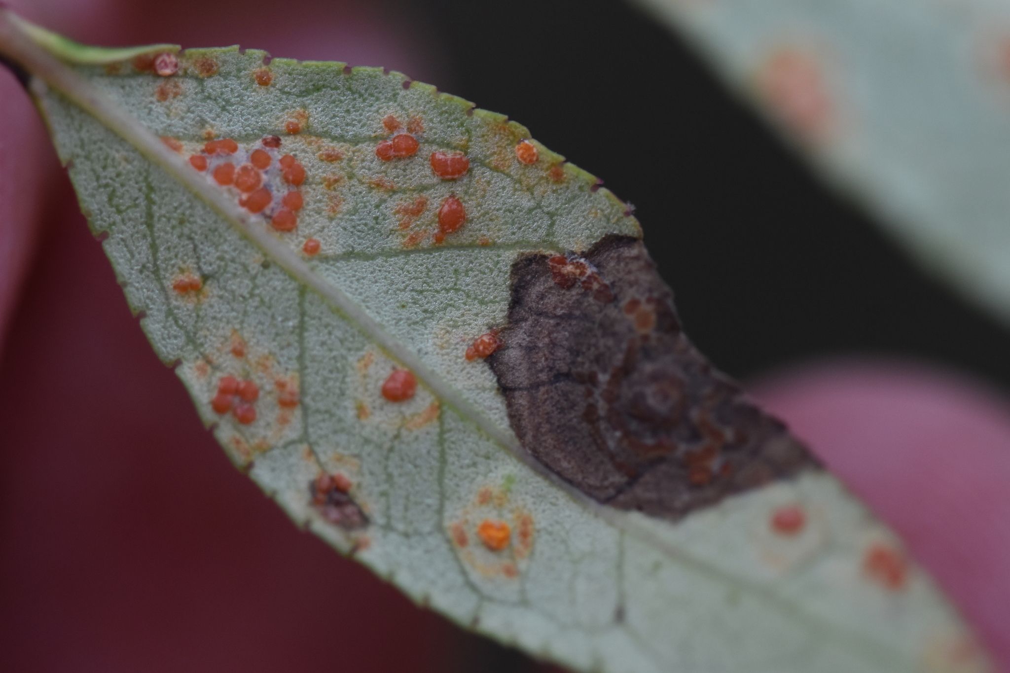 Coleosporium zanthoxyli