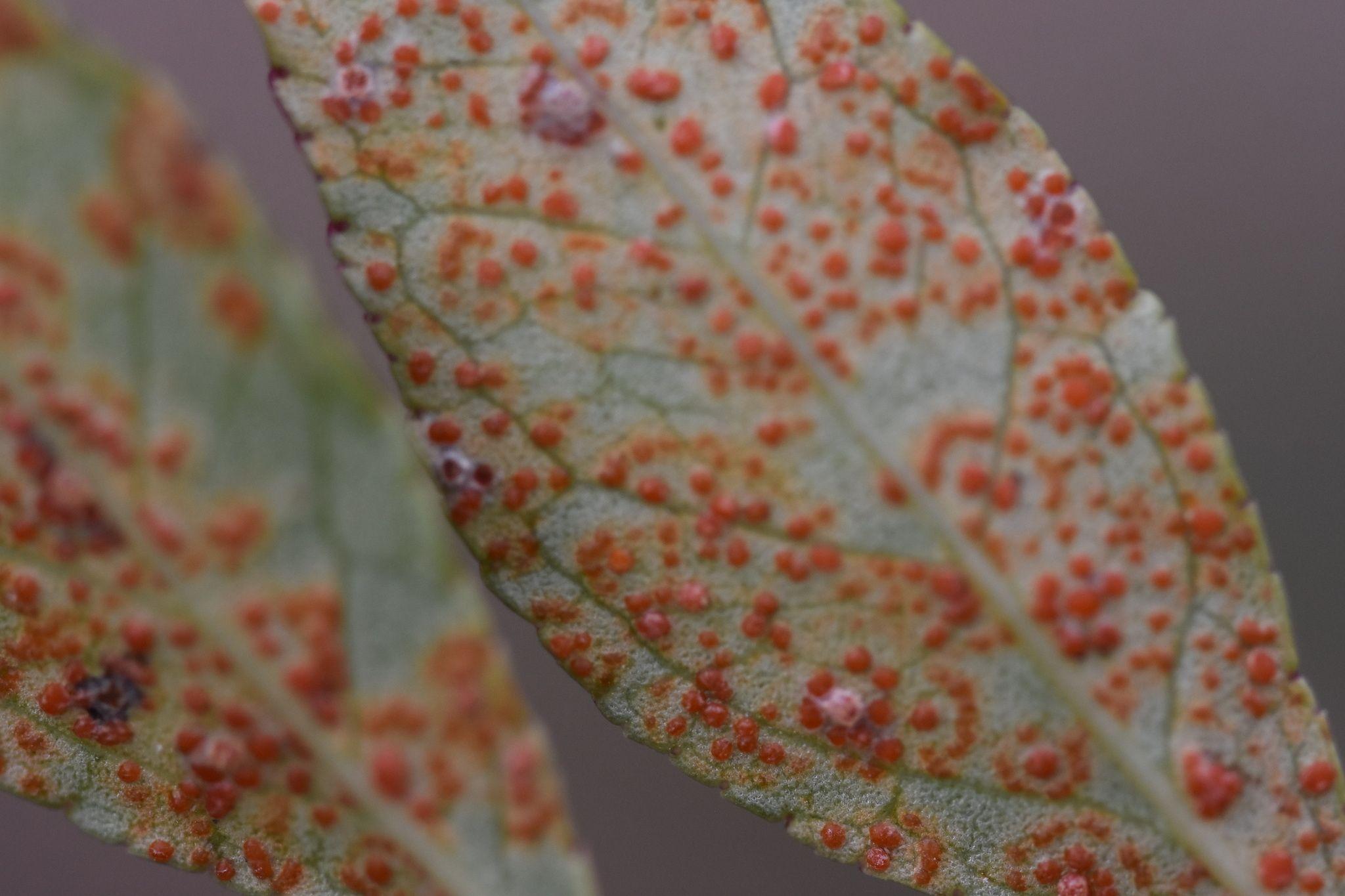 Coleosporium zanthoxyli