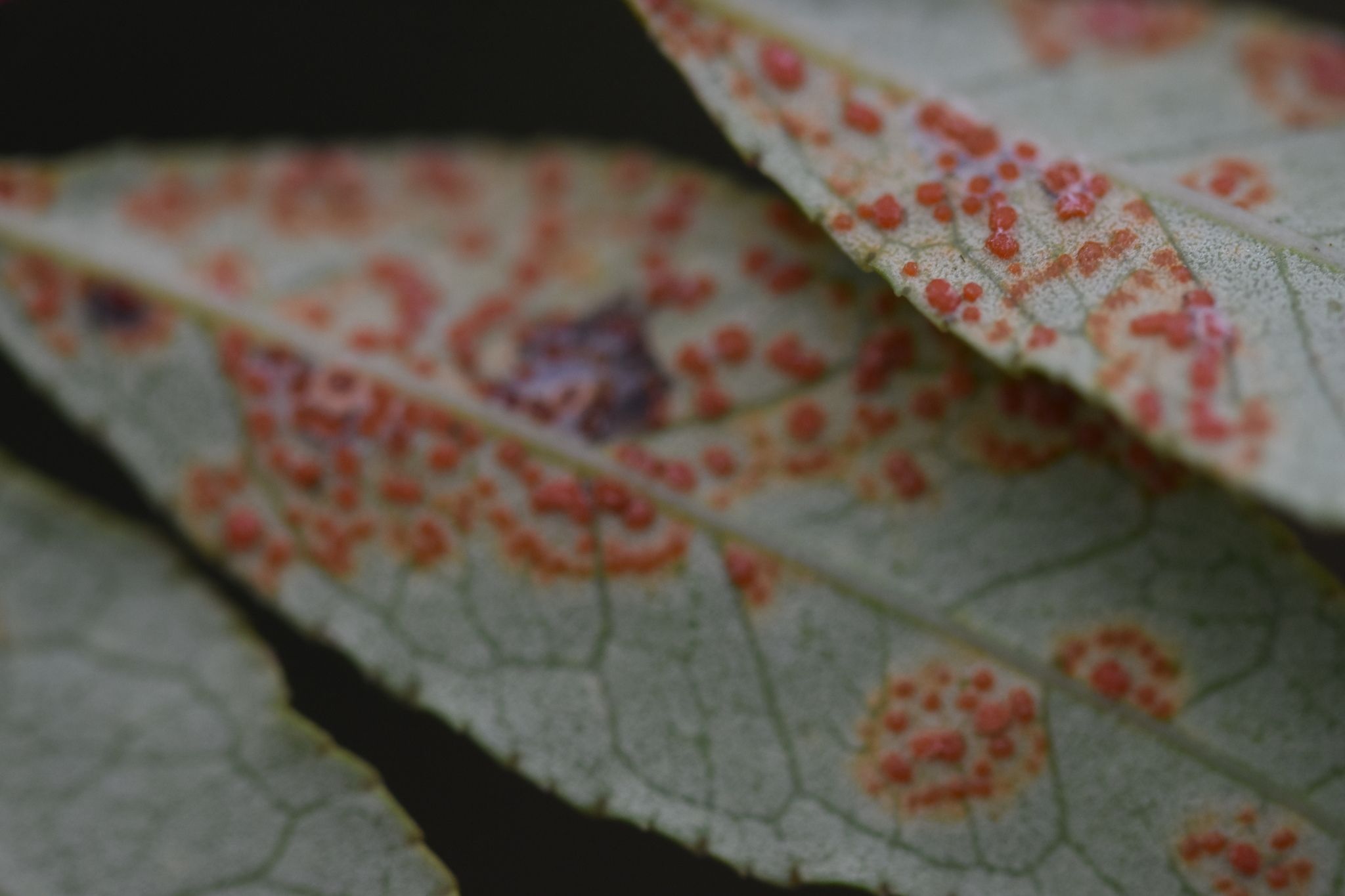 Coleosporium zanthoxyli