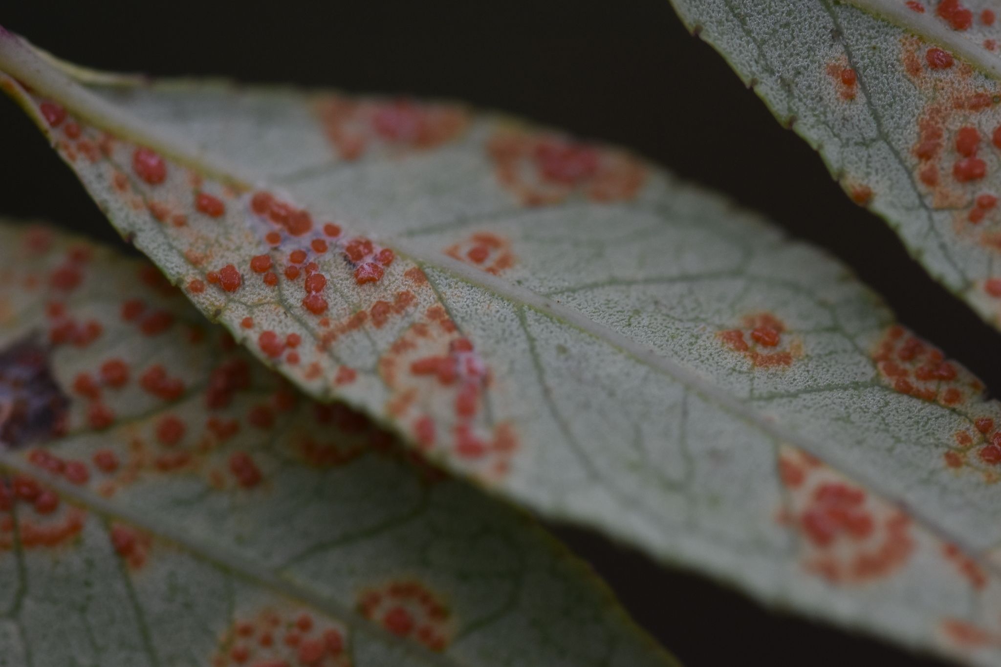Coleosporium zanthoxyli