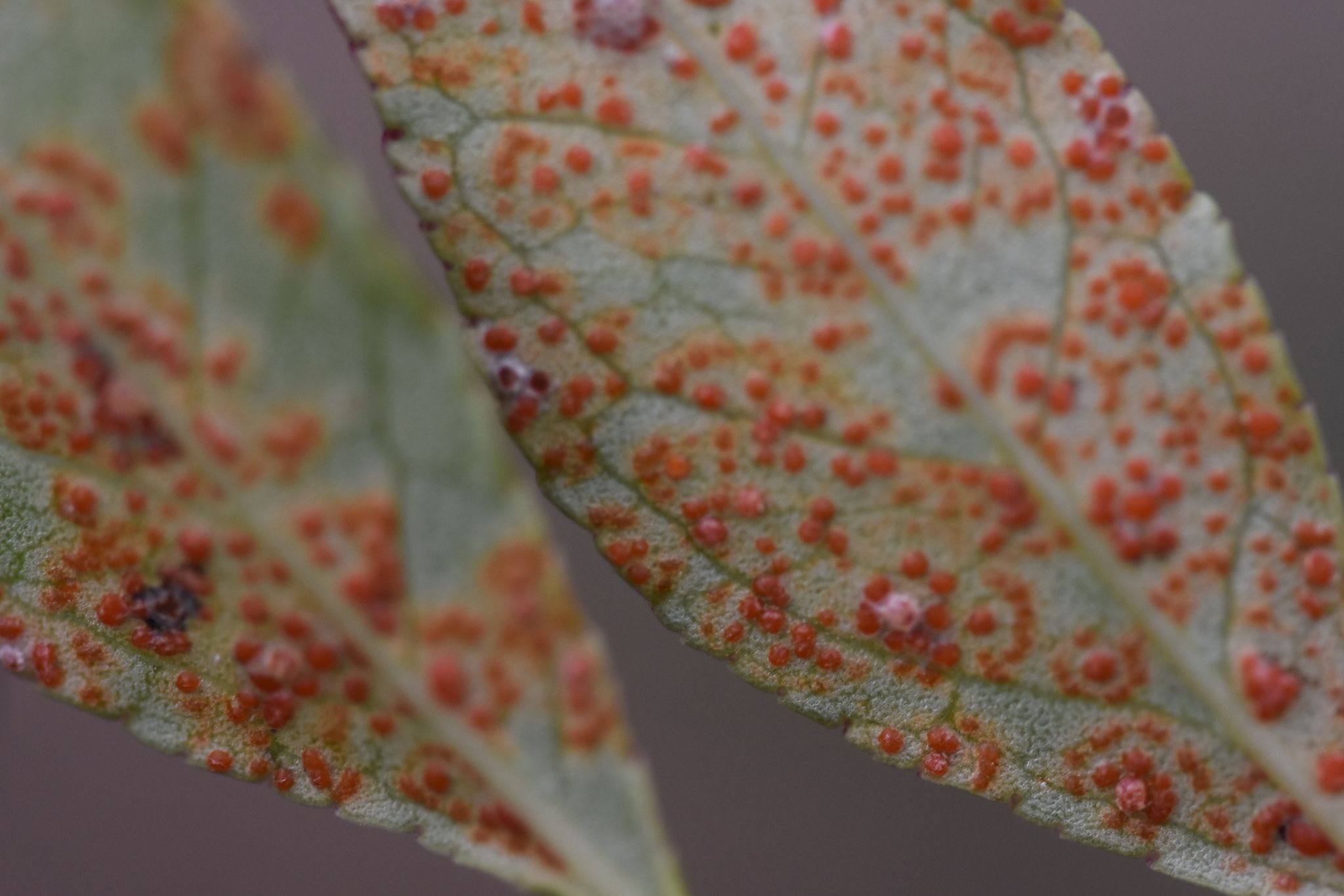 Coleosporium zanthoxyli