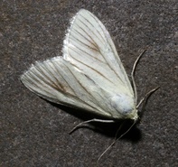 Sitochroa palealis
