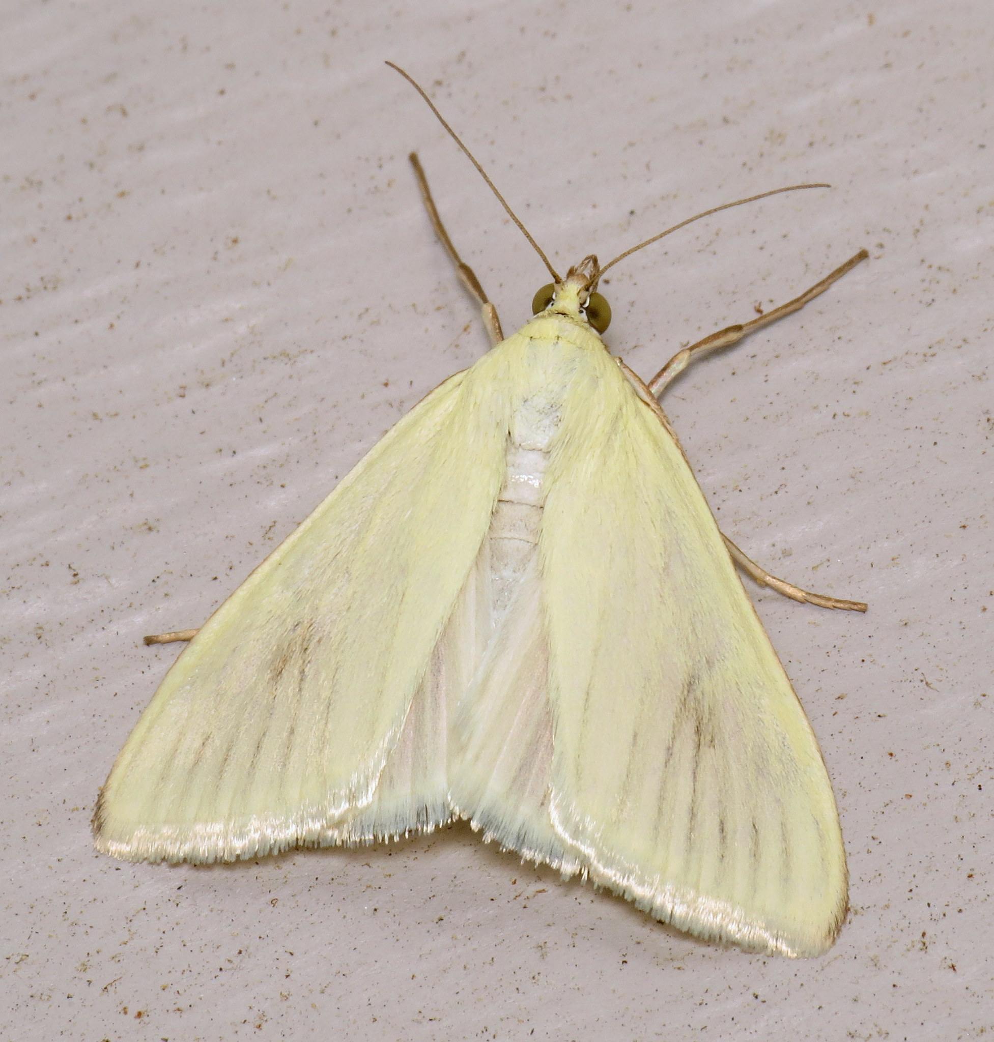 Sitochroa palealis