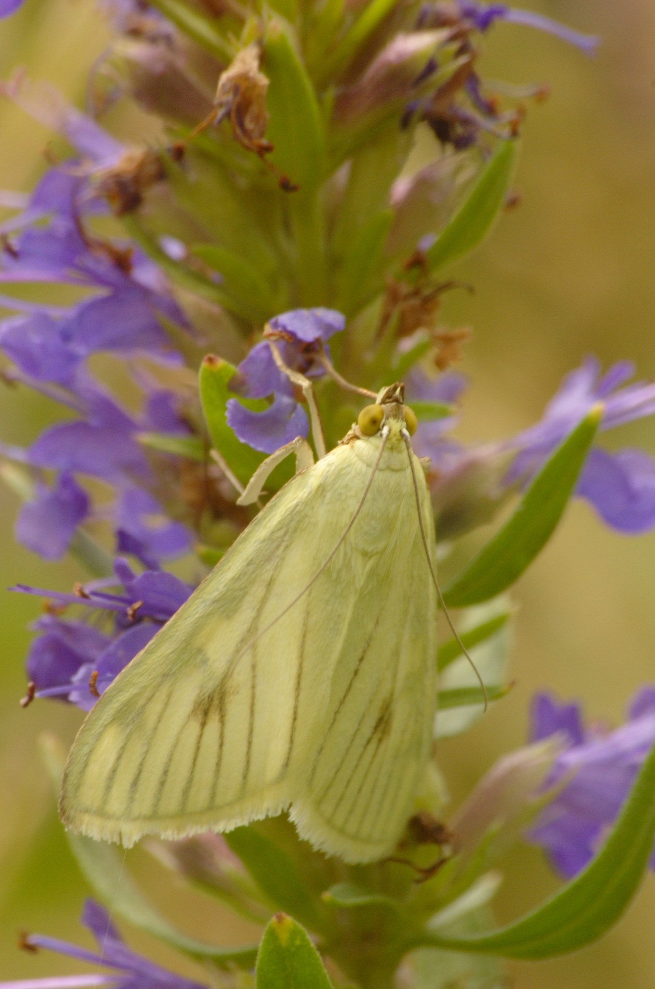 Sitochroa palealis