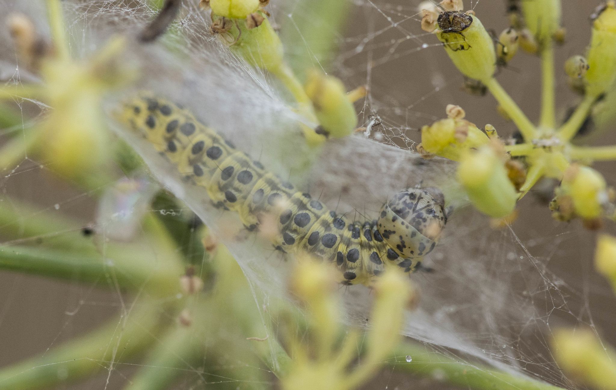 Sitochroa palealis