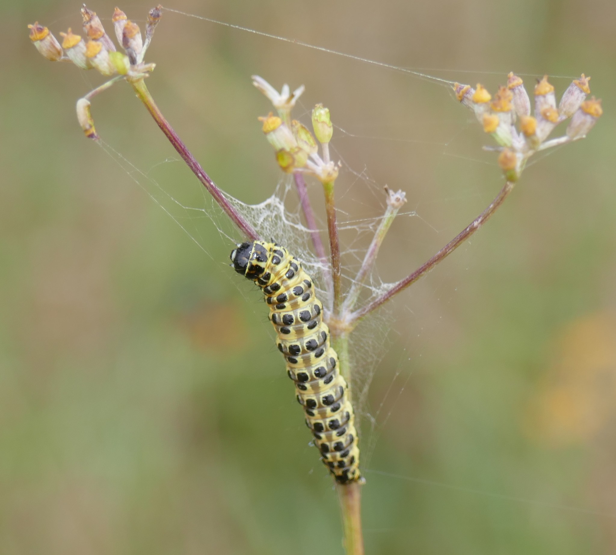 Sitochroa palealis