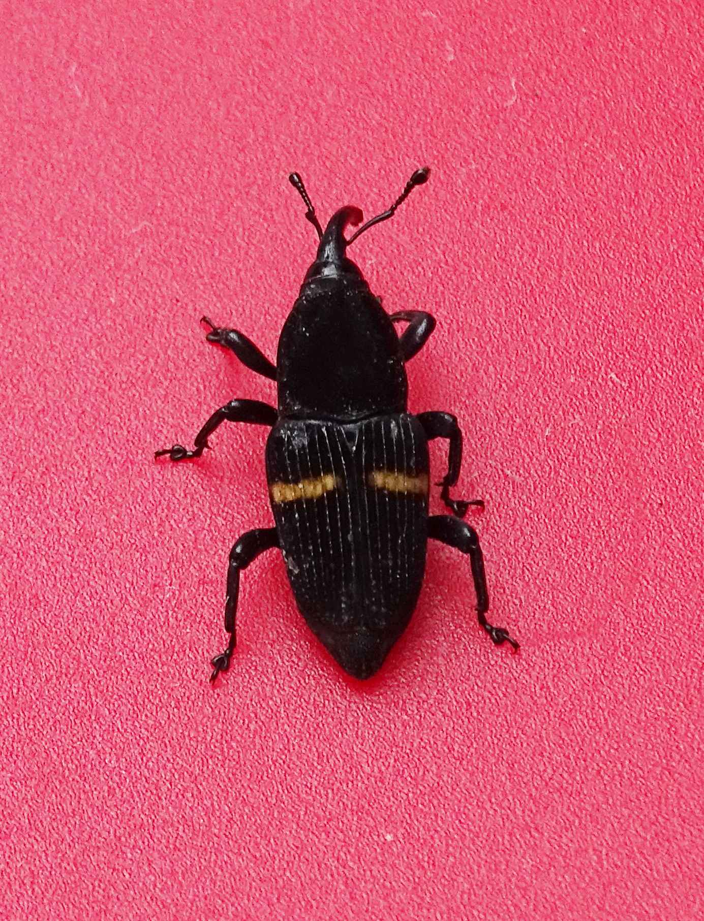 Metamasius callizona