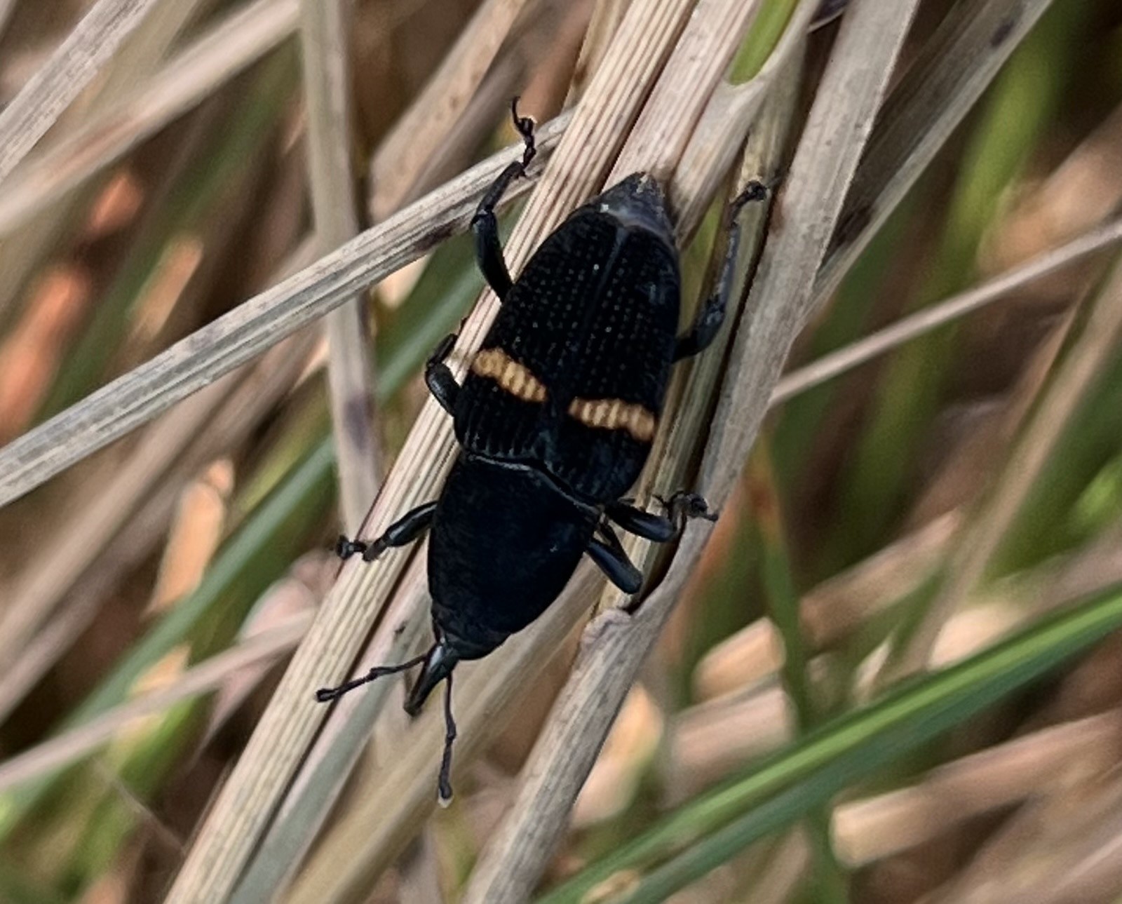 Metamasius callizona