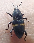 Metamasius callizona