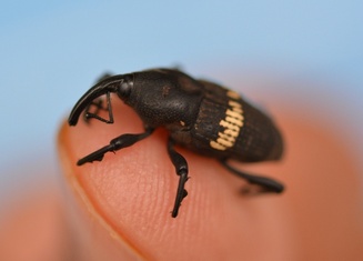 Metamasius callizona