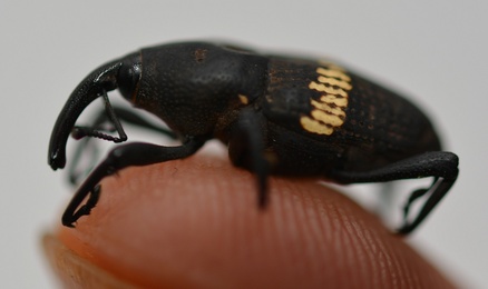 Metamasius callizona