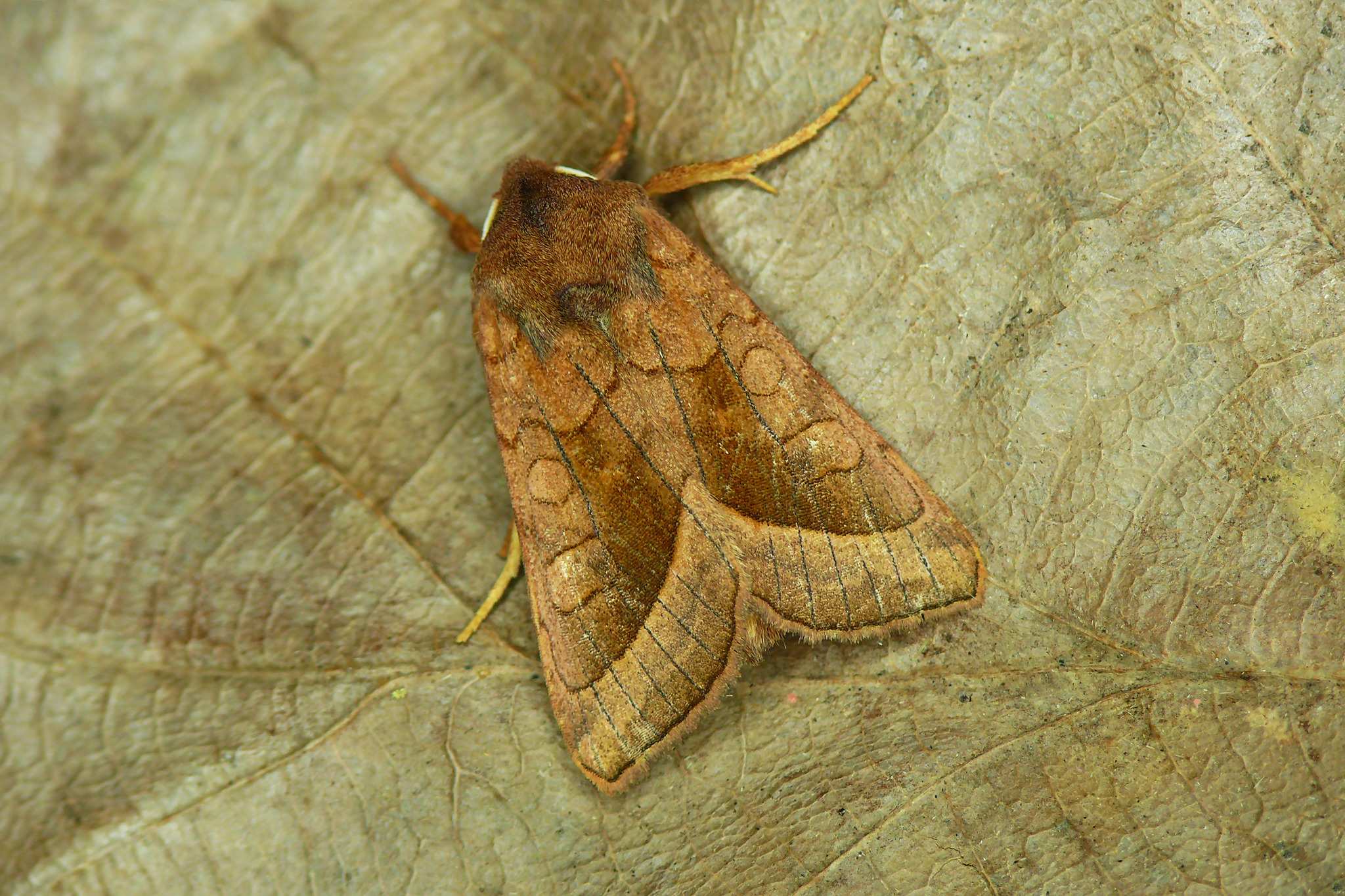 Hydraecia micacea