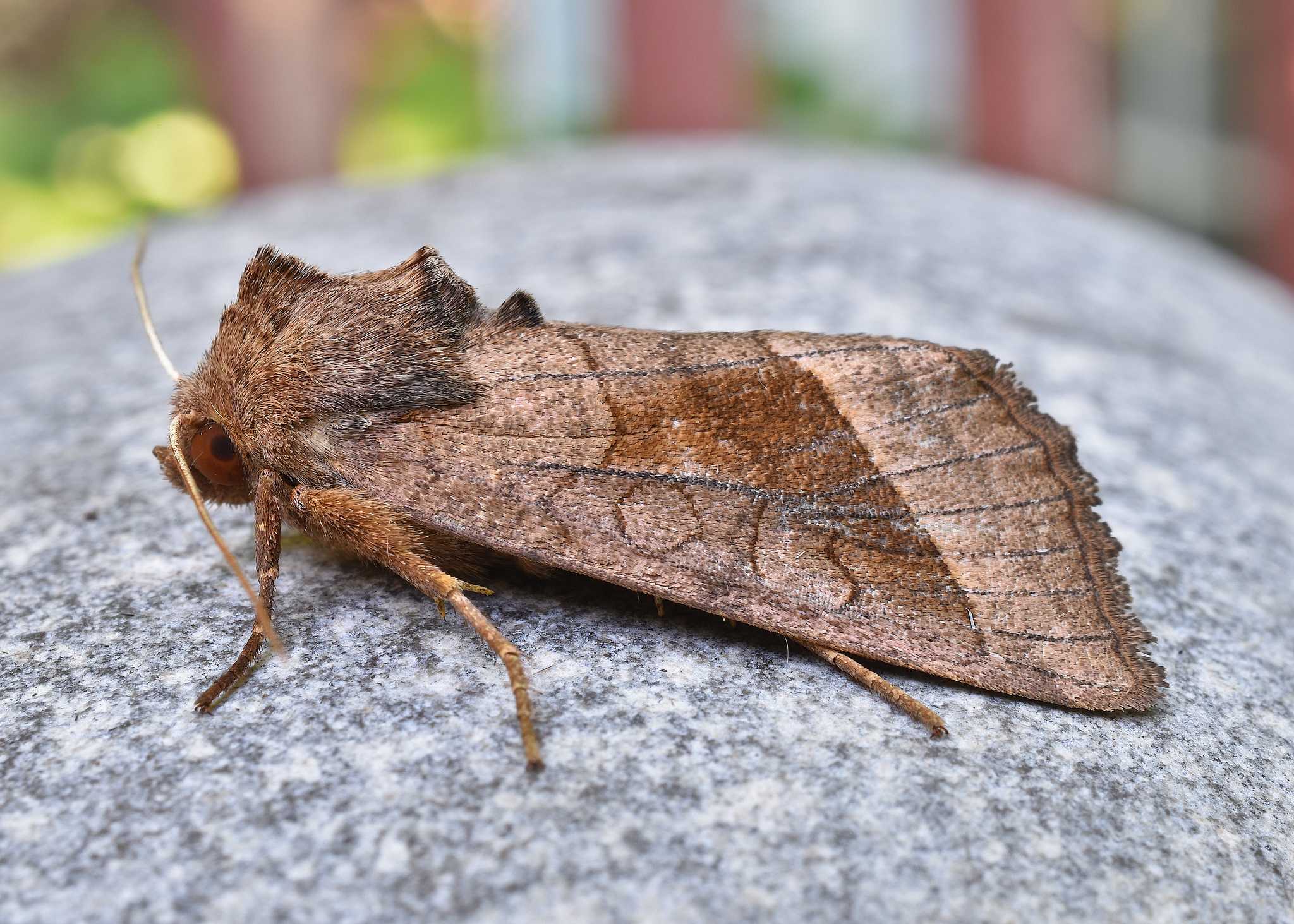 Hydraecia micacea