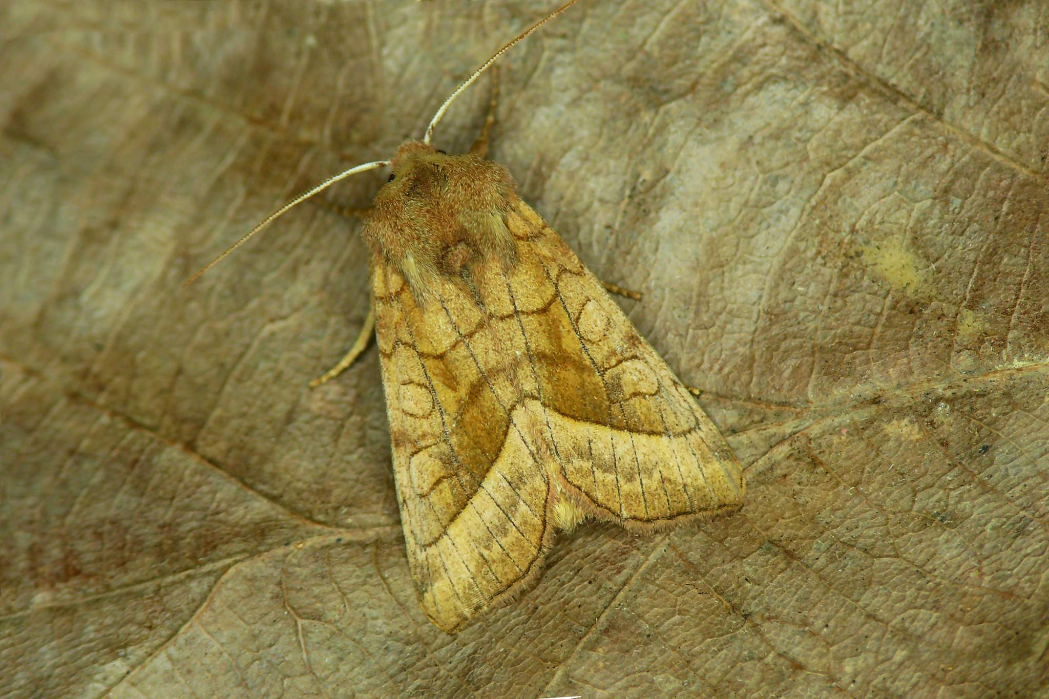 Hydraecia micacea