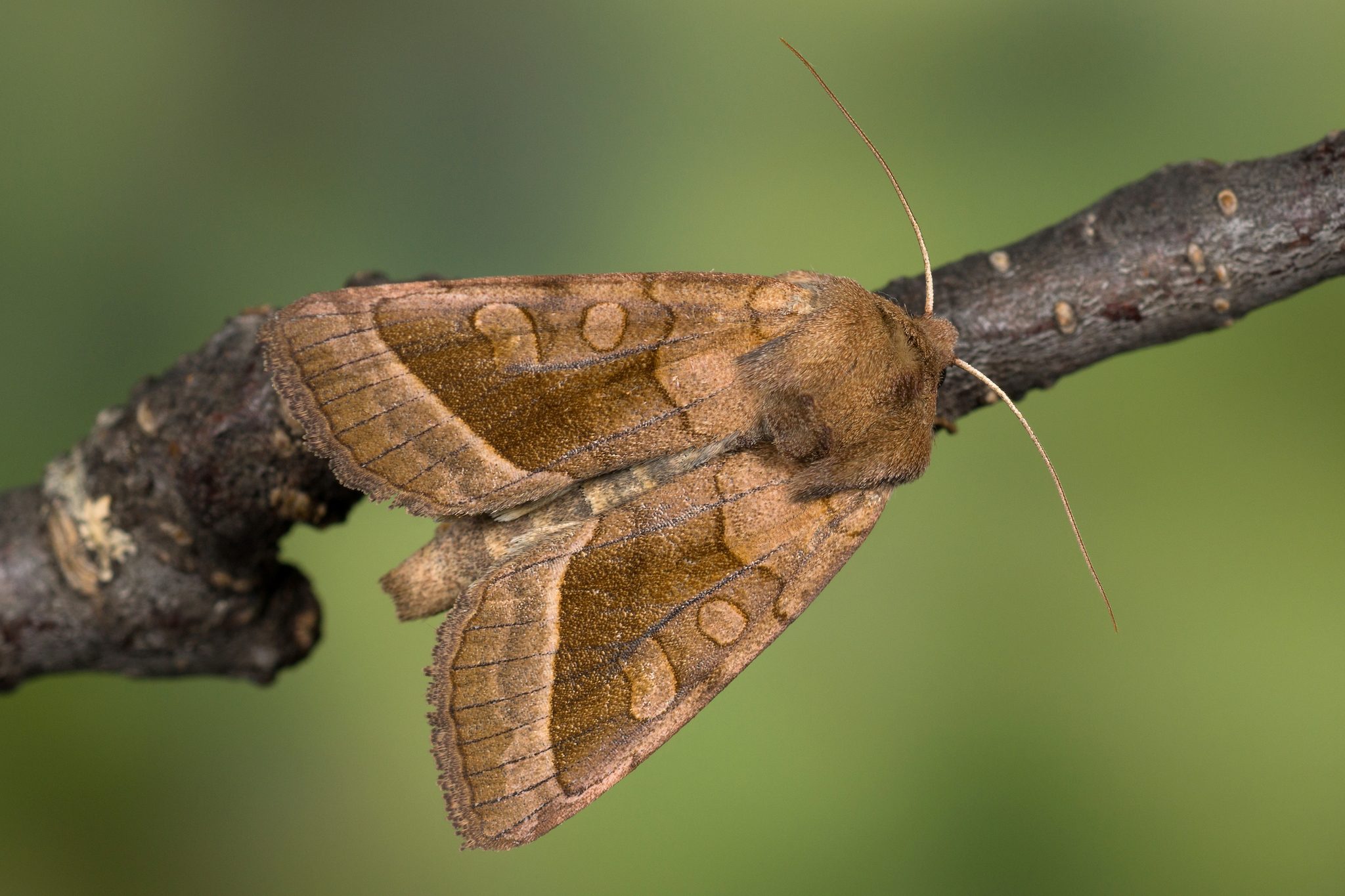 Hydraecia micacea