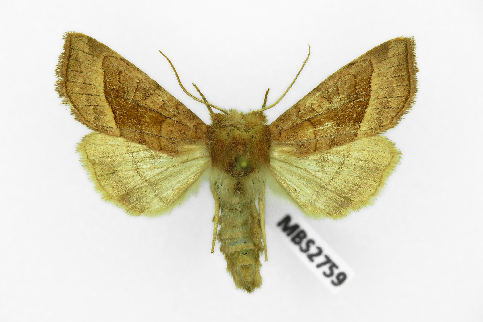 Hydraecia micacea
