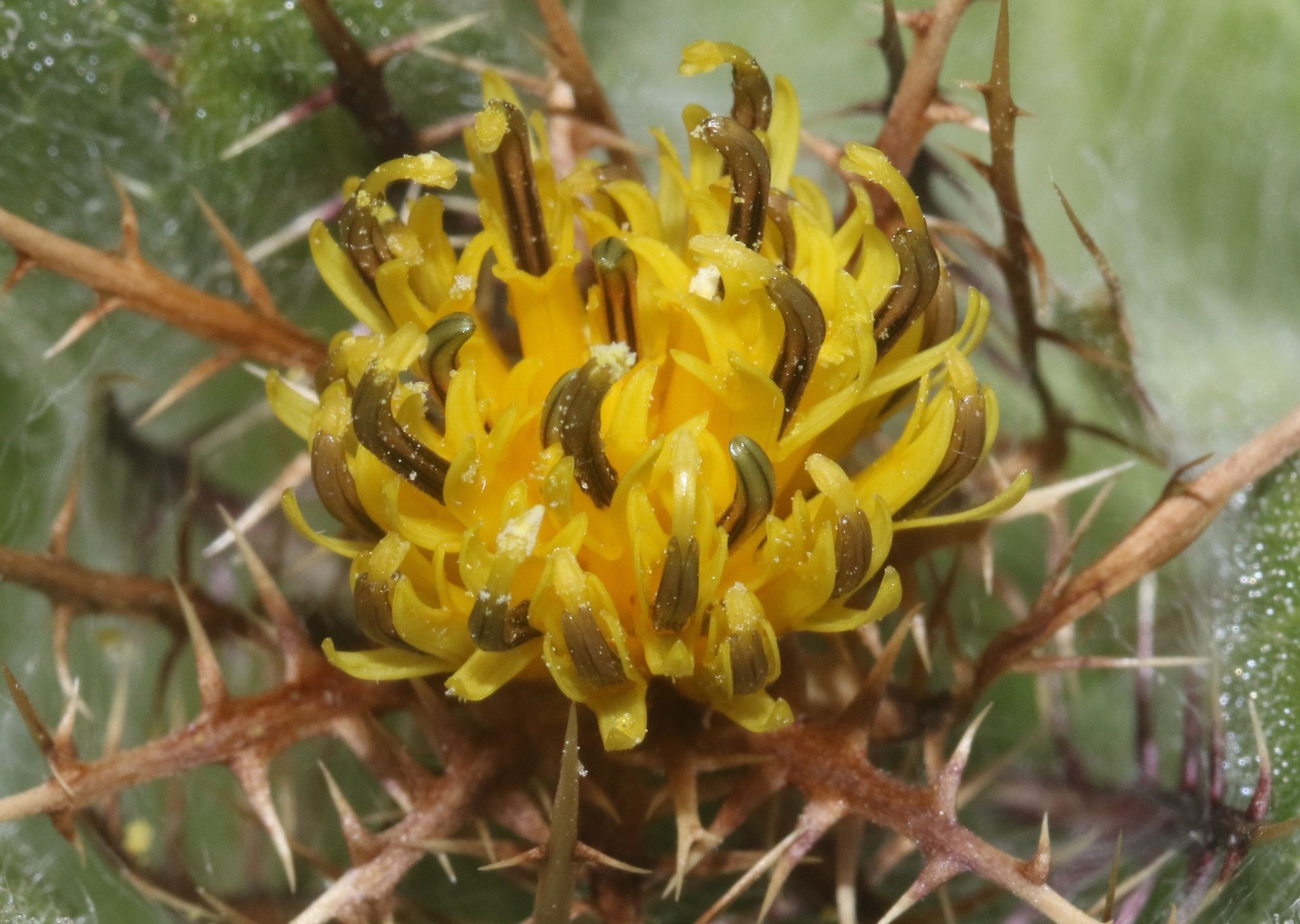 Centaurea benedicta