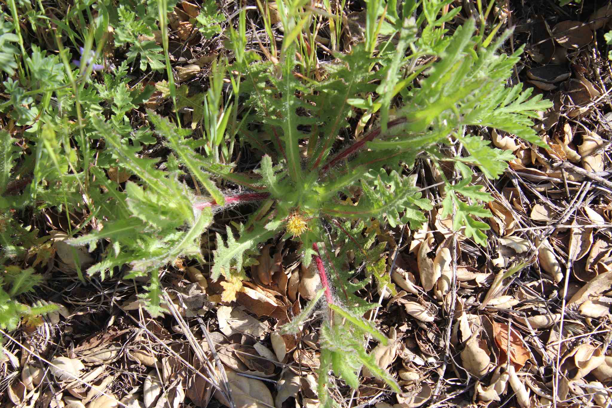 Centaurea benedicta