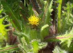 Centaurea benedicta