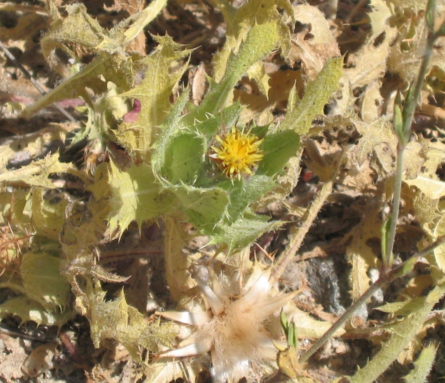 Centaurea benedicta