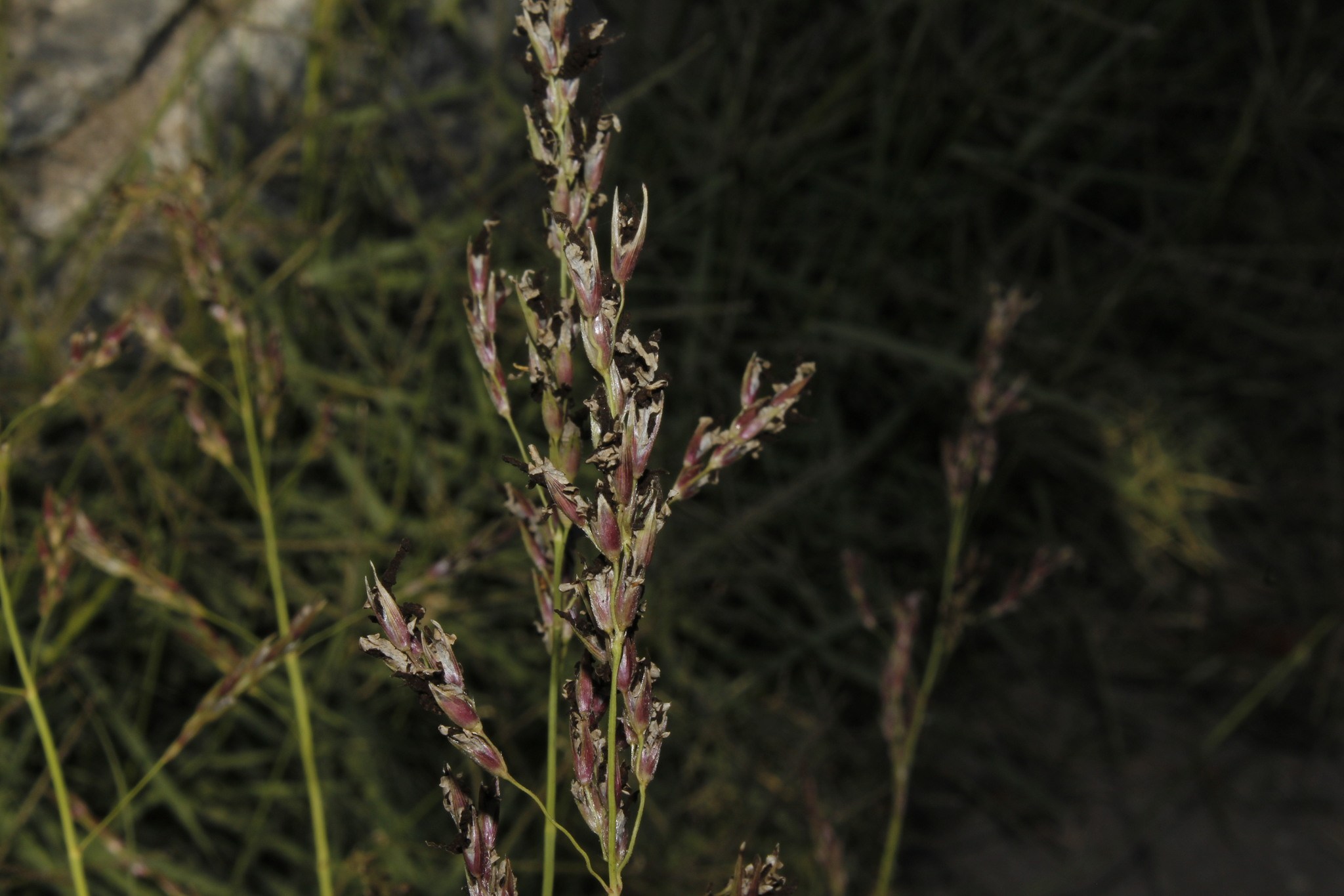 Sporisorium cruentum