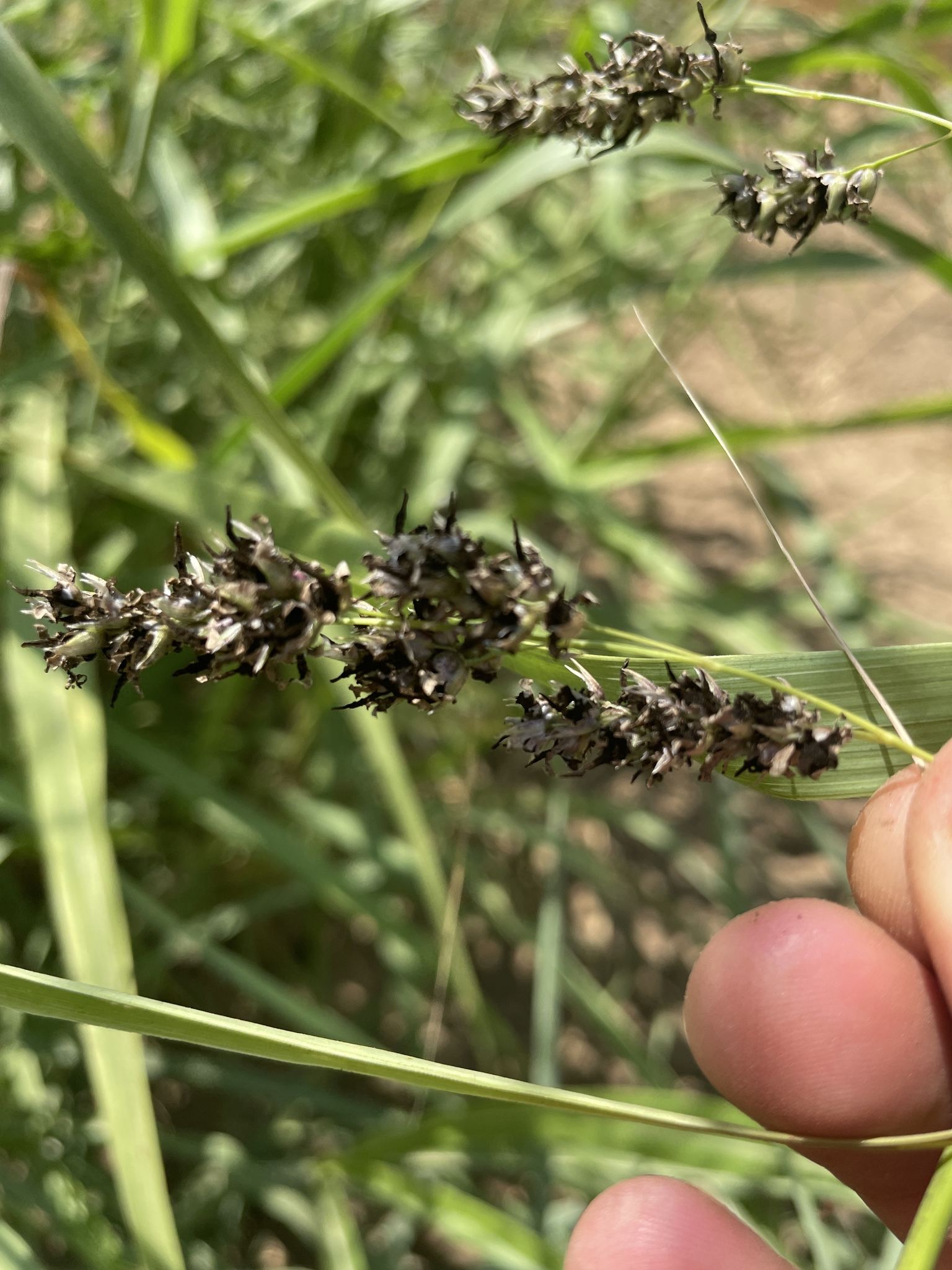 Sporisorium cruentum
