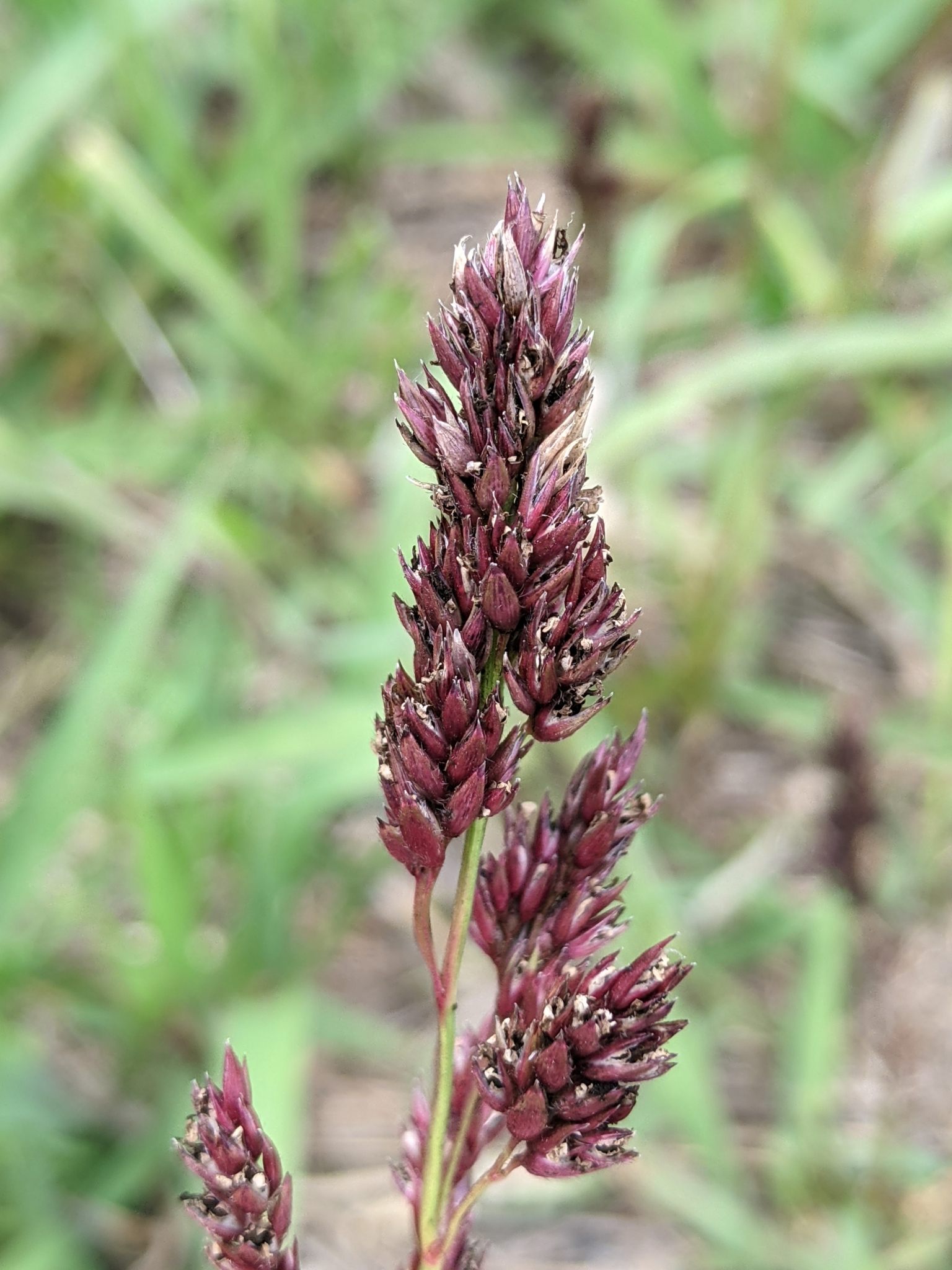 Sporisorium cruentum