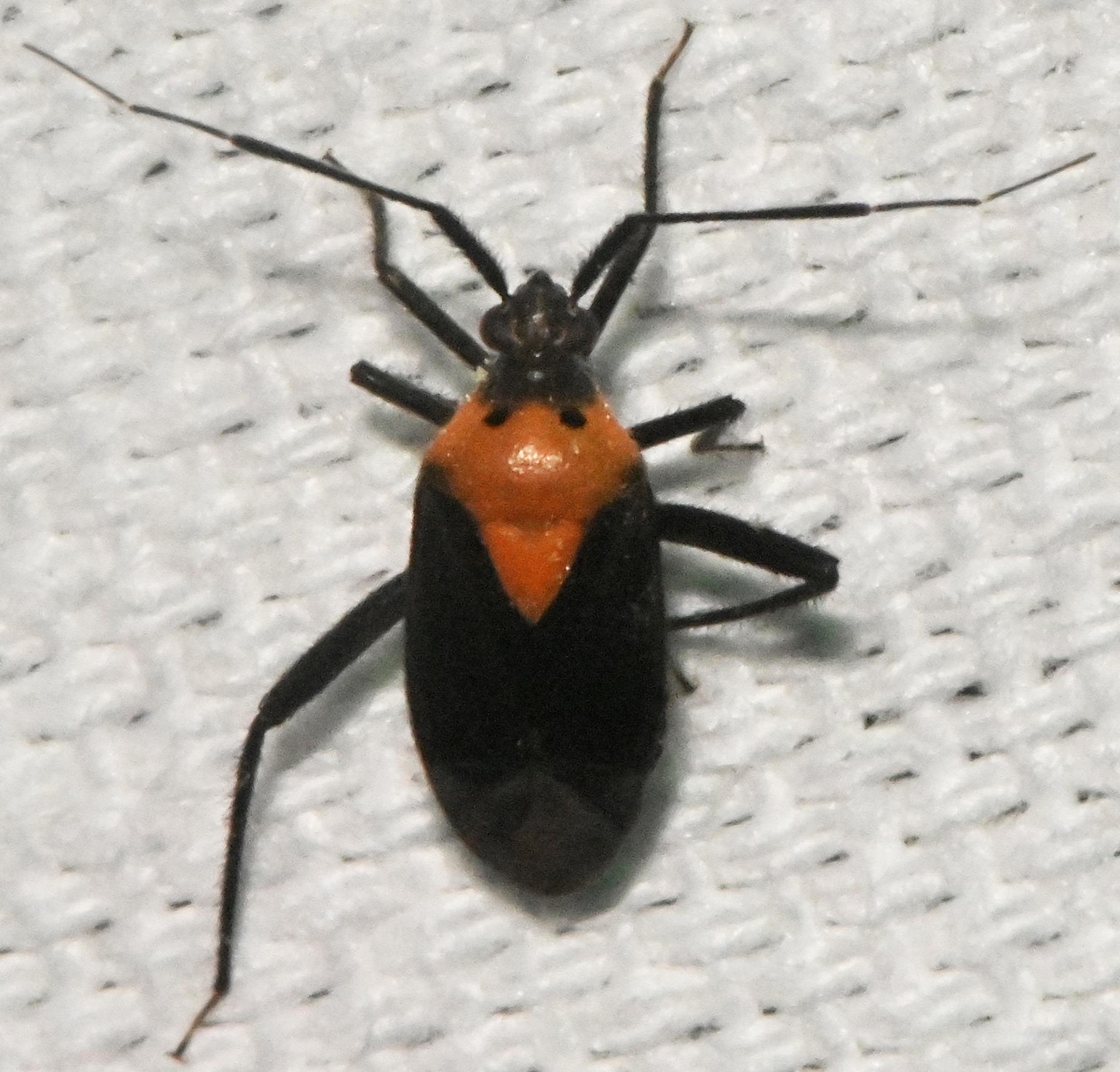 Taedia