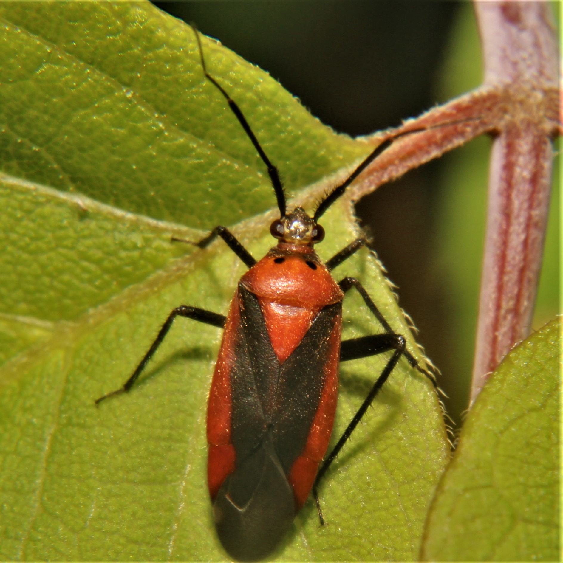 Taedia