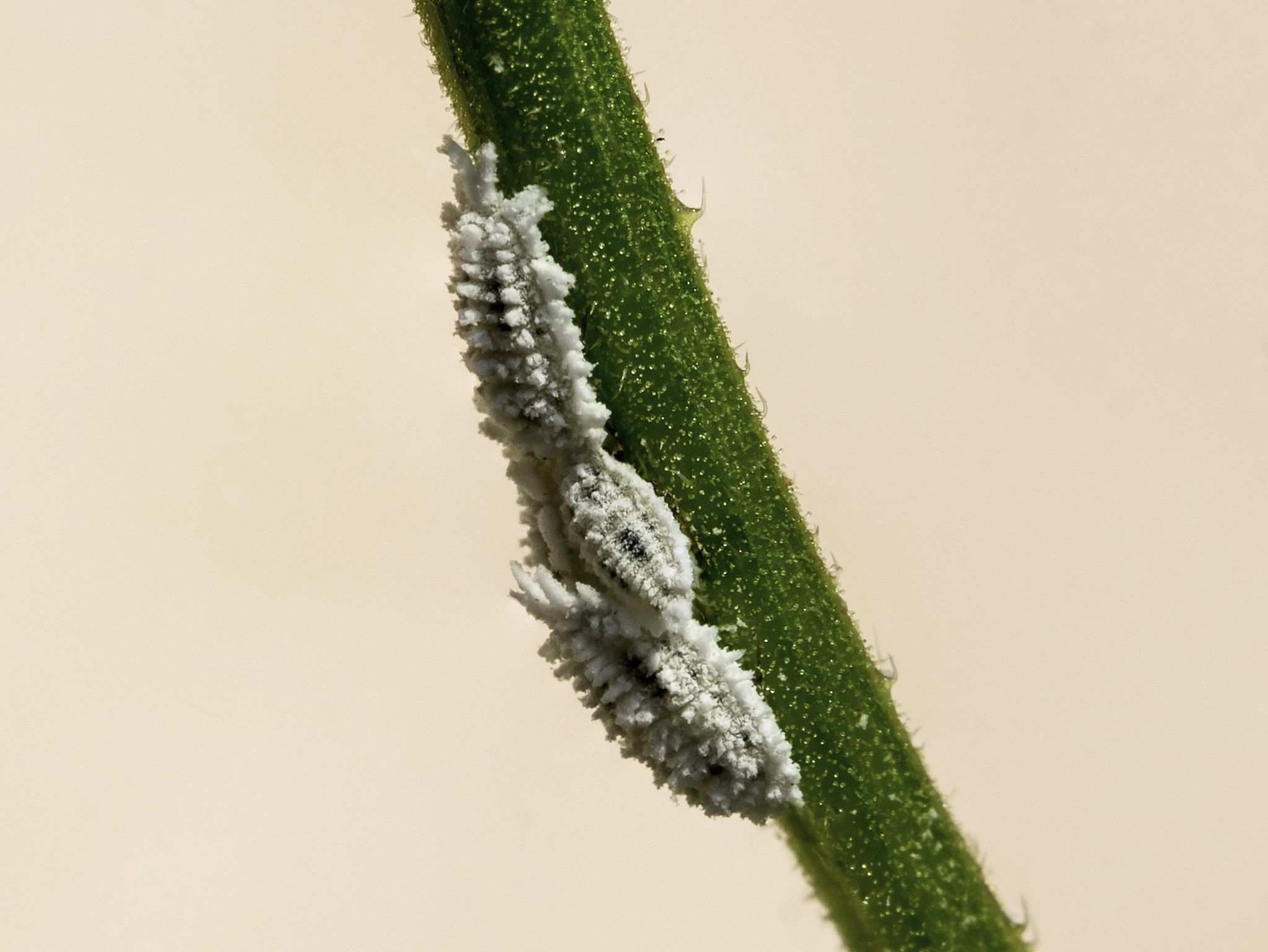 Phenacoccus parvus