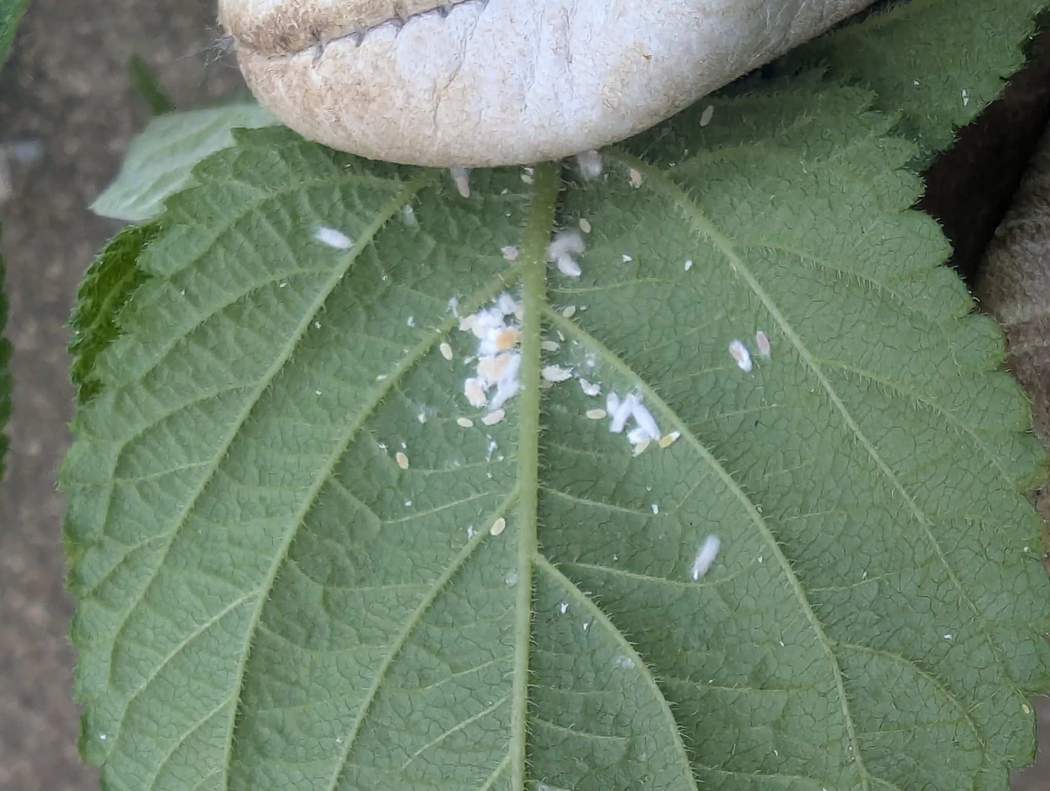 Phenacoccus parvus