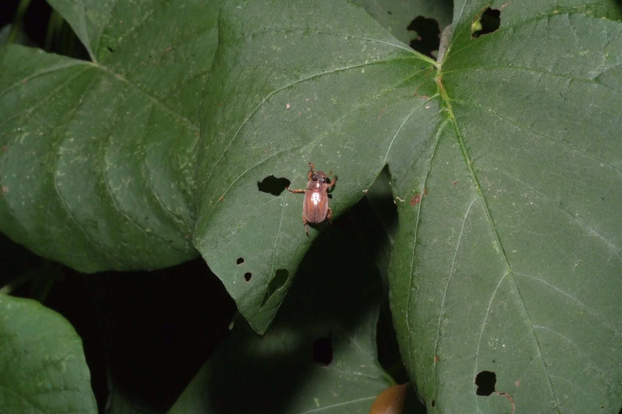 Adoretus versutus