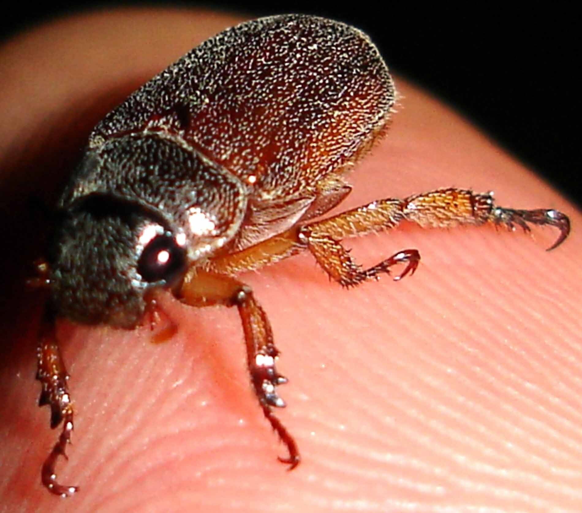 Adoretus versutus