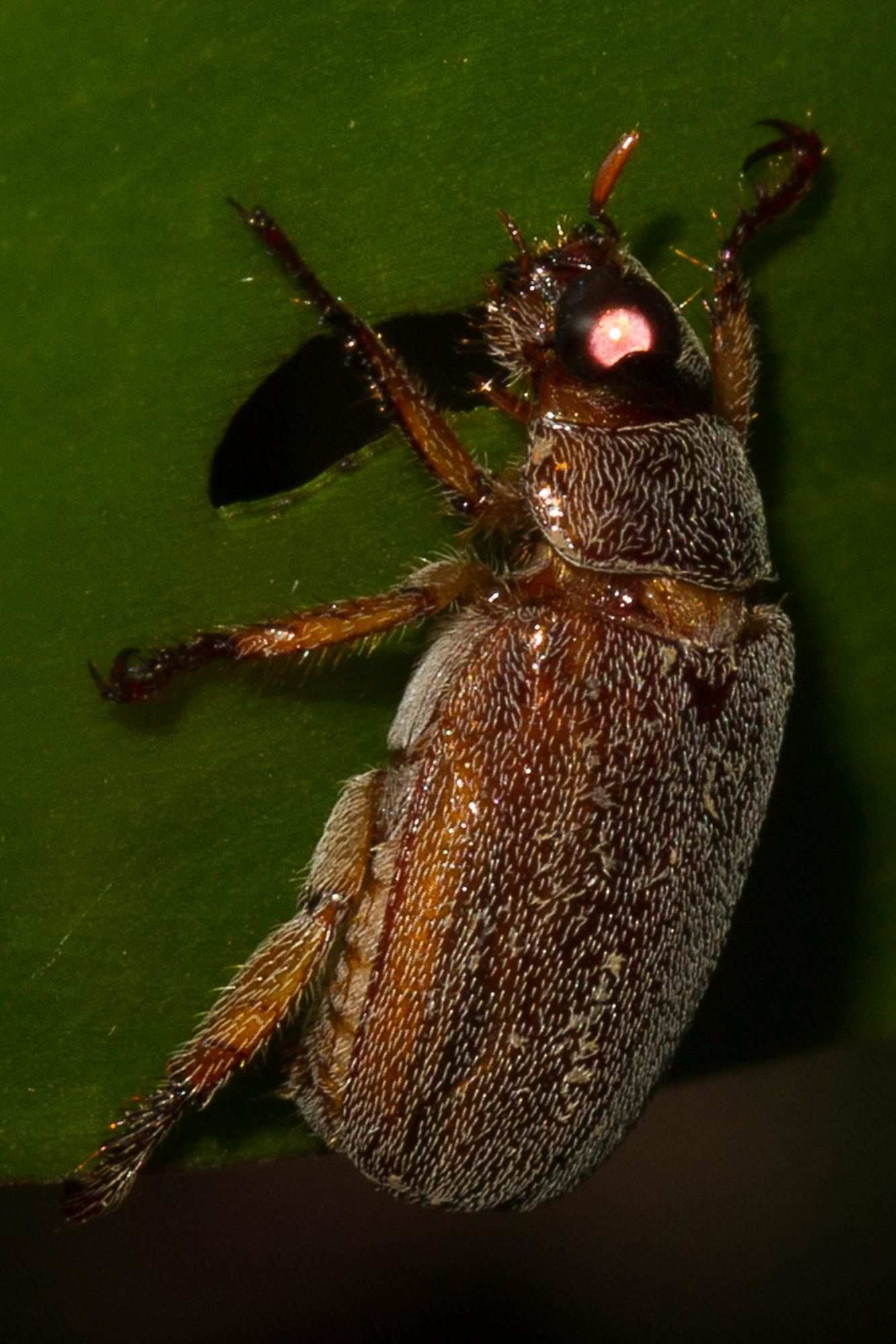 Adoretus versutus