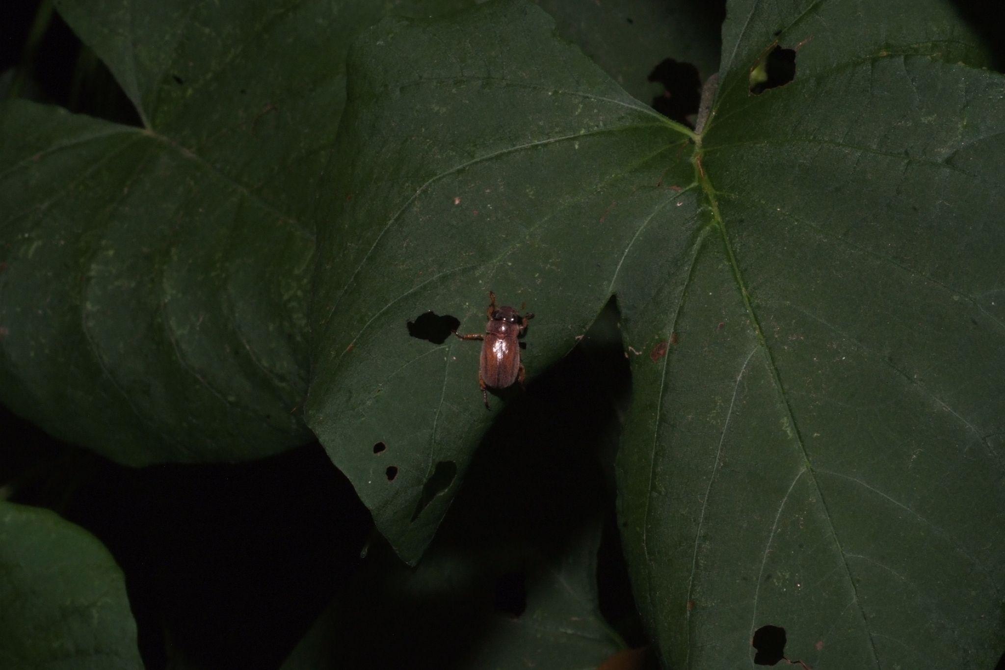 Adoretus versutus