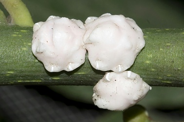 Ceroplastes ceriferus