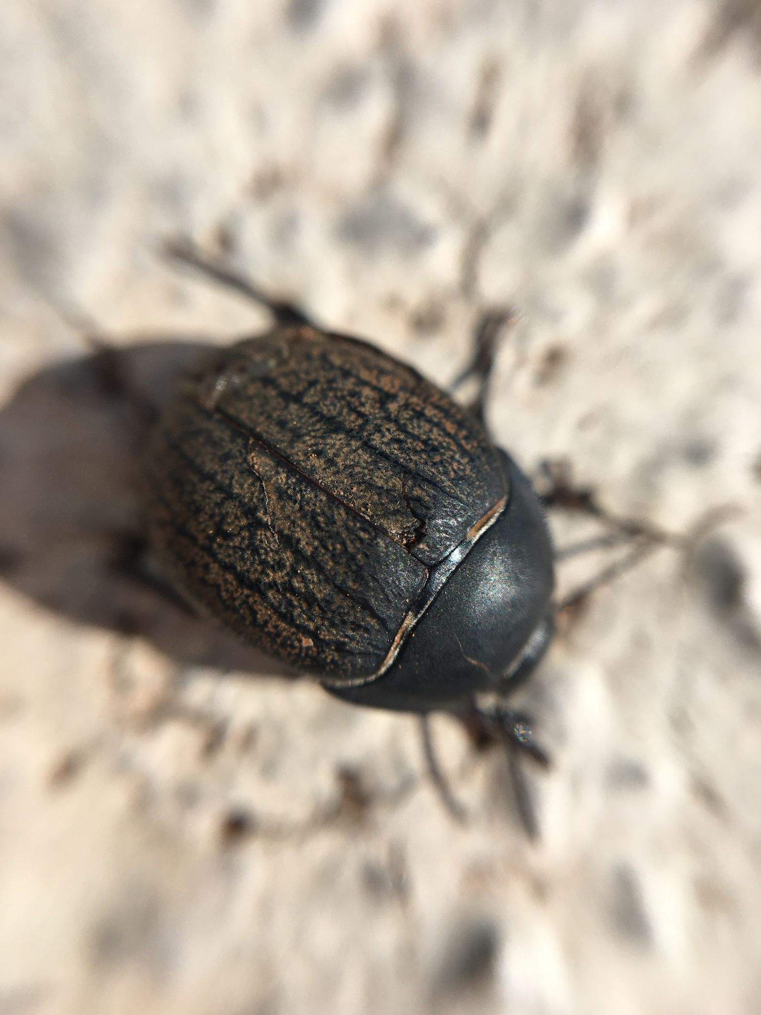 Eusattus