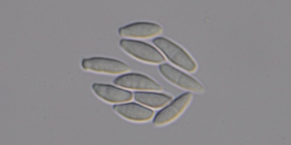 Microdochium albescens
