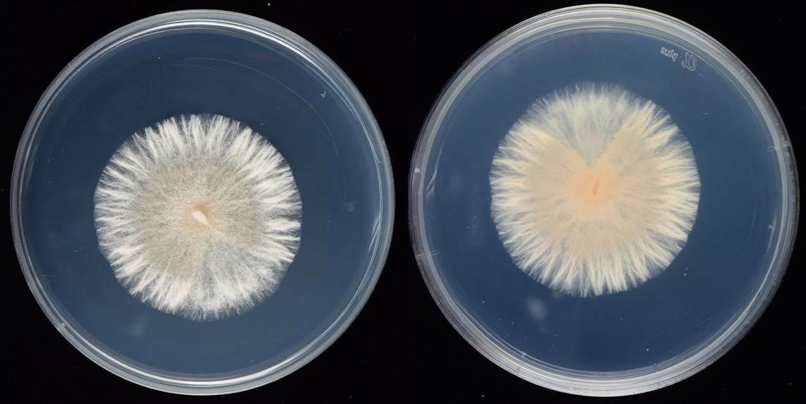 Microdochium albescens