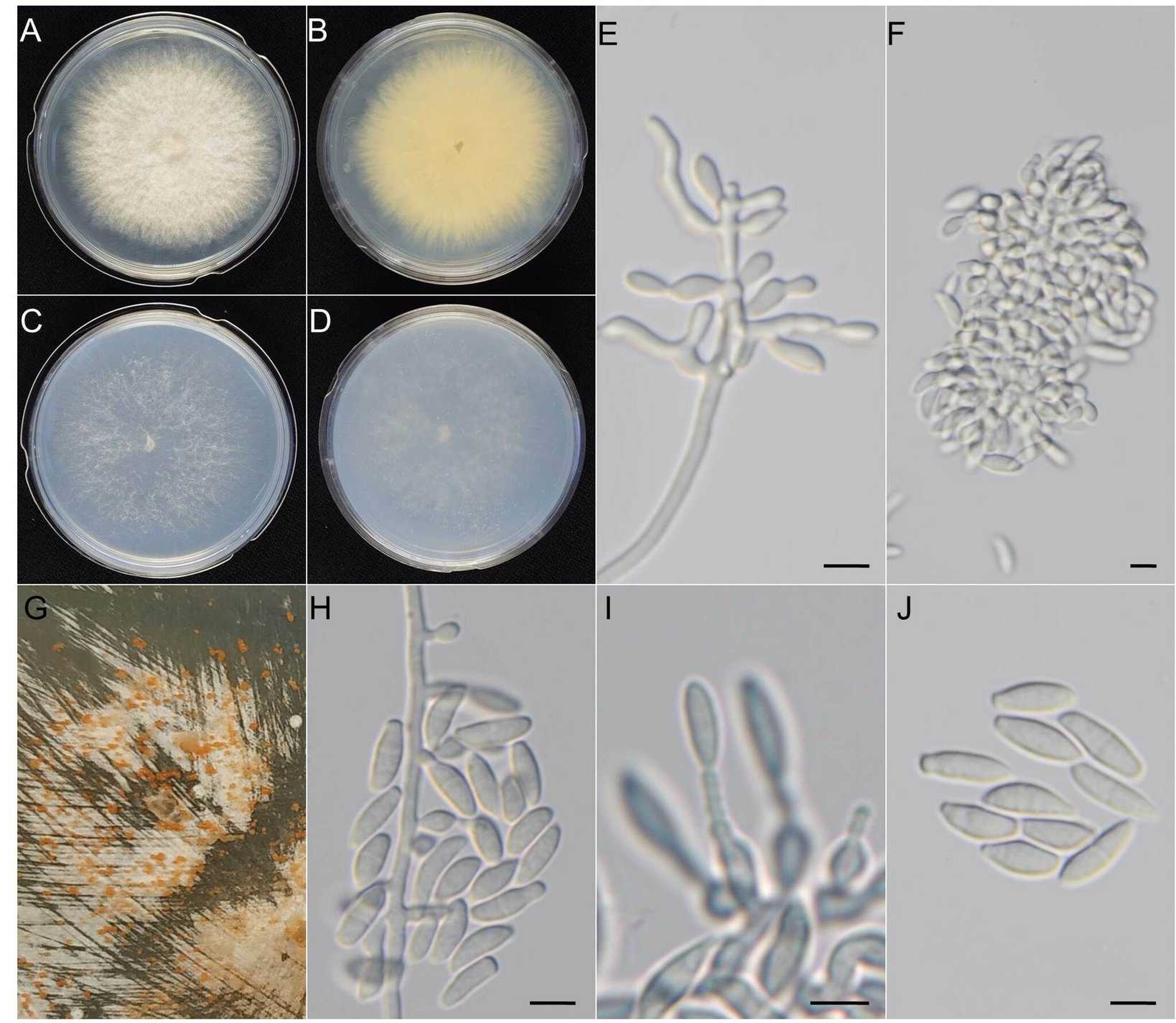Microdochium albescens