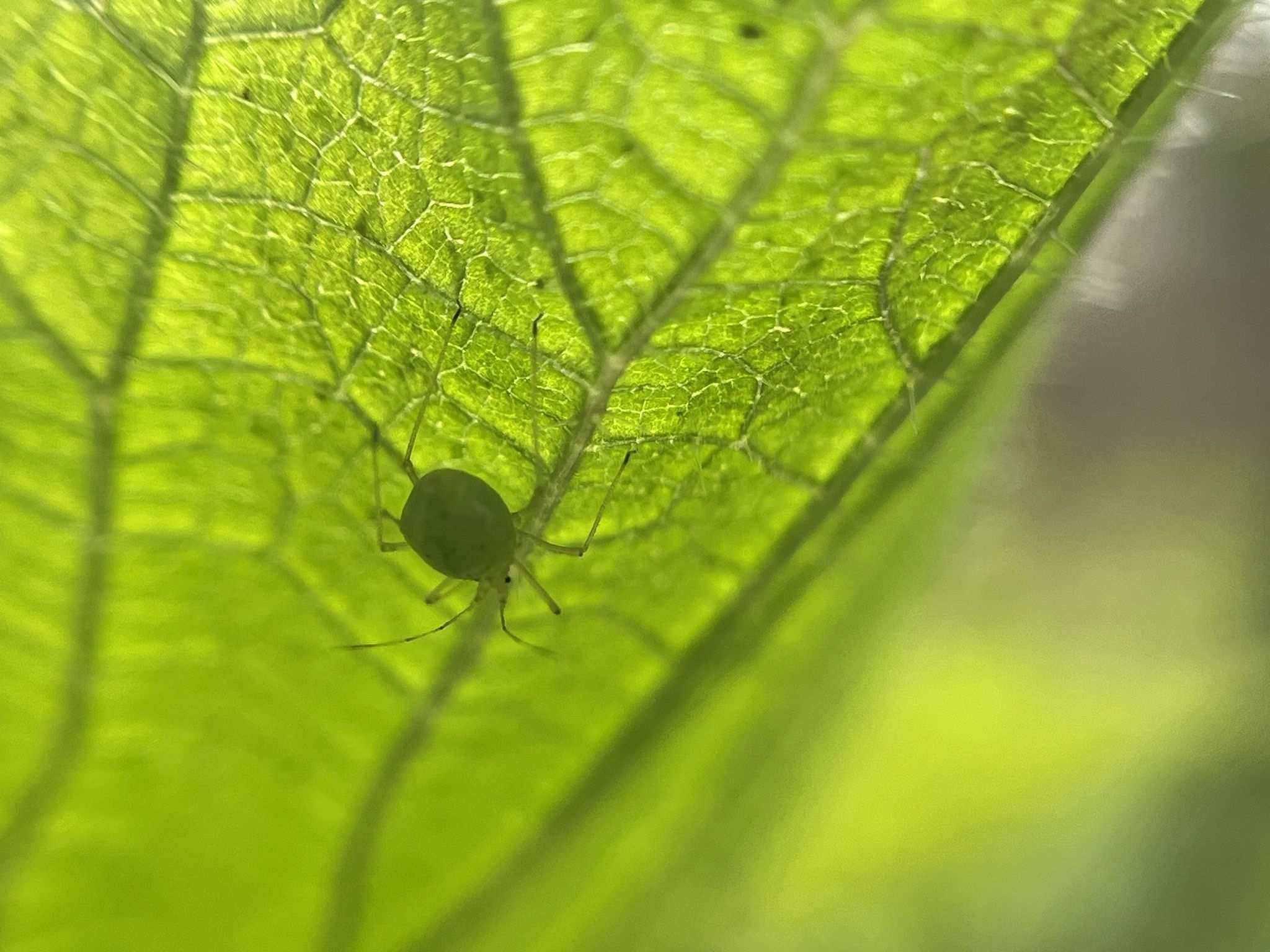 Microlophium carnosum