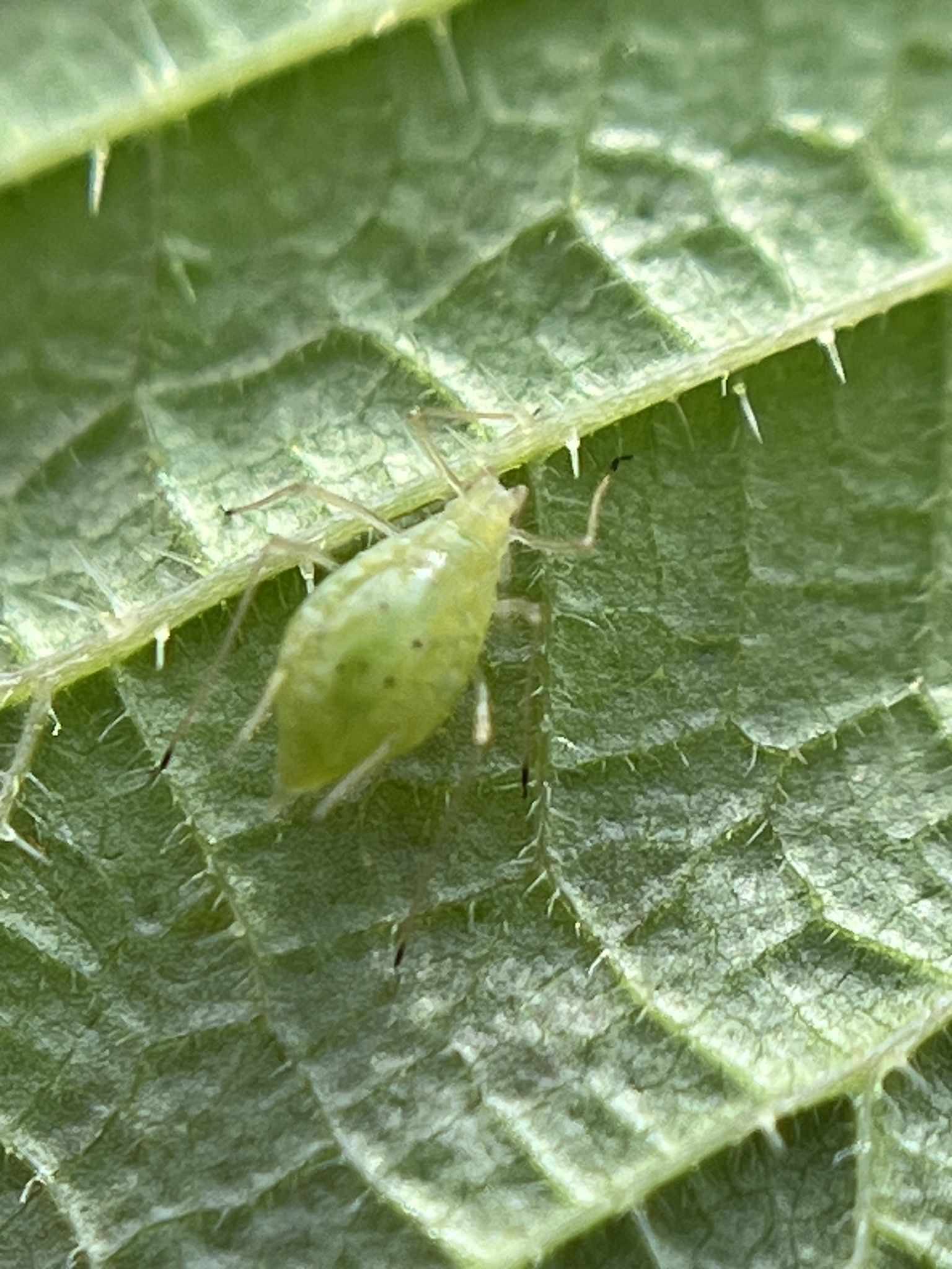 Microlophium carnosum