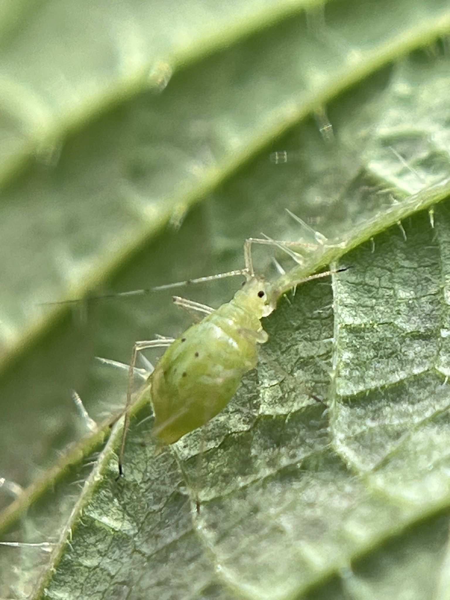 Microlophium carnosum