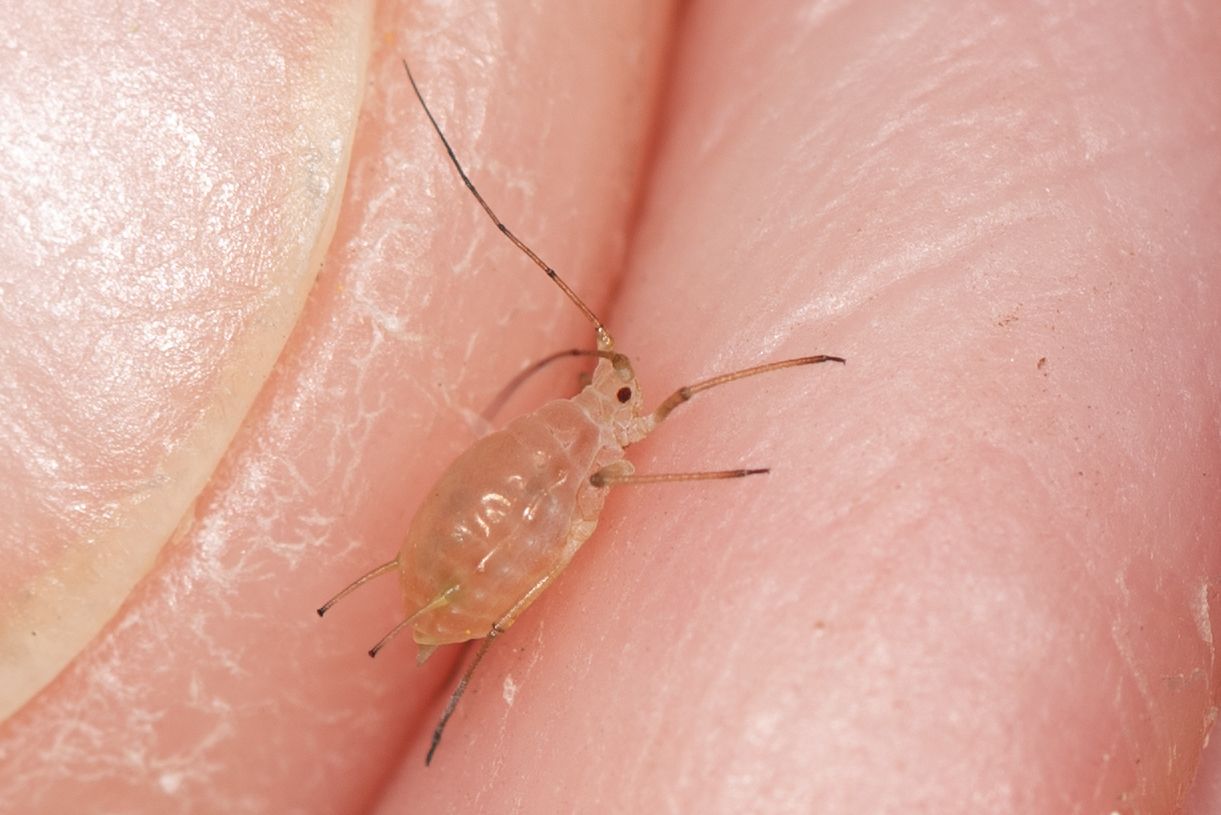 Microlophium carnosum