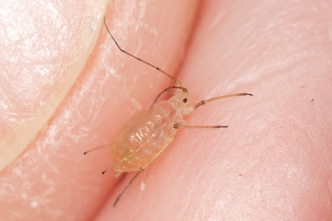 Microlophium carnosum