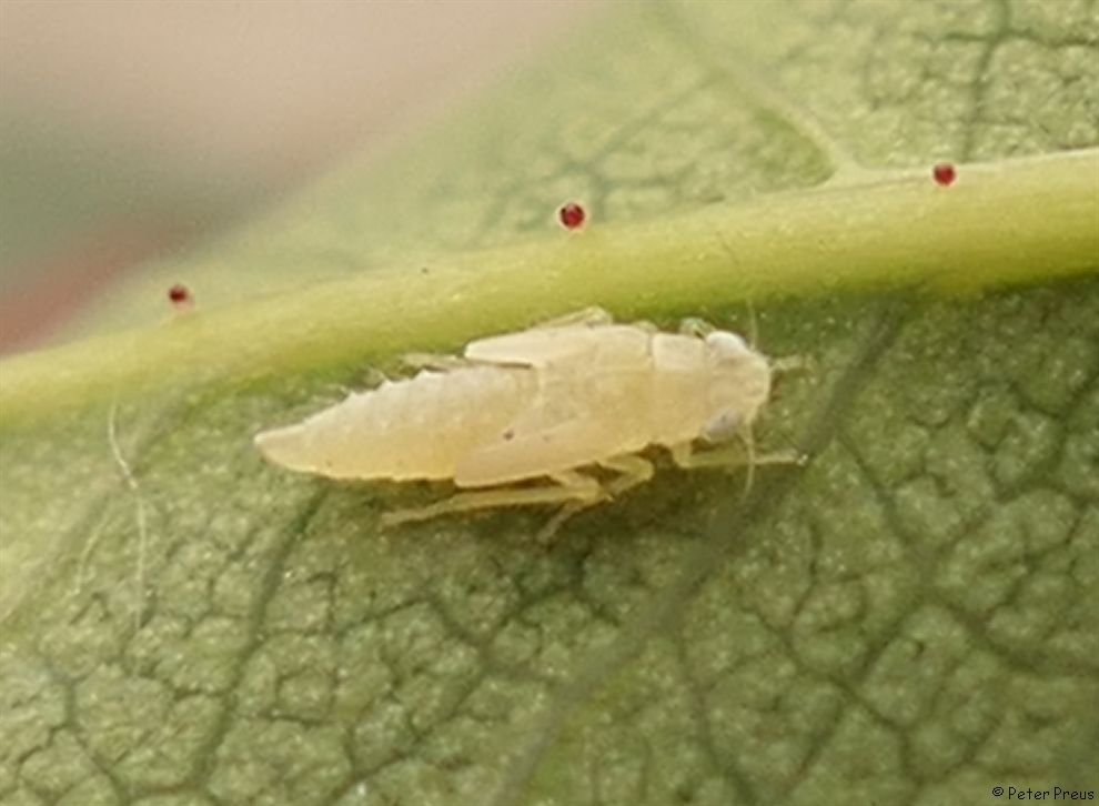 Edwardsiana rosae
