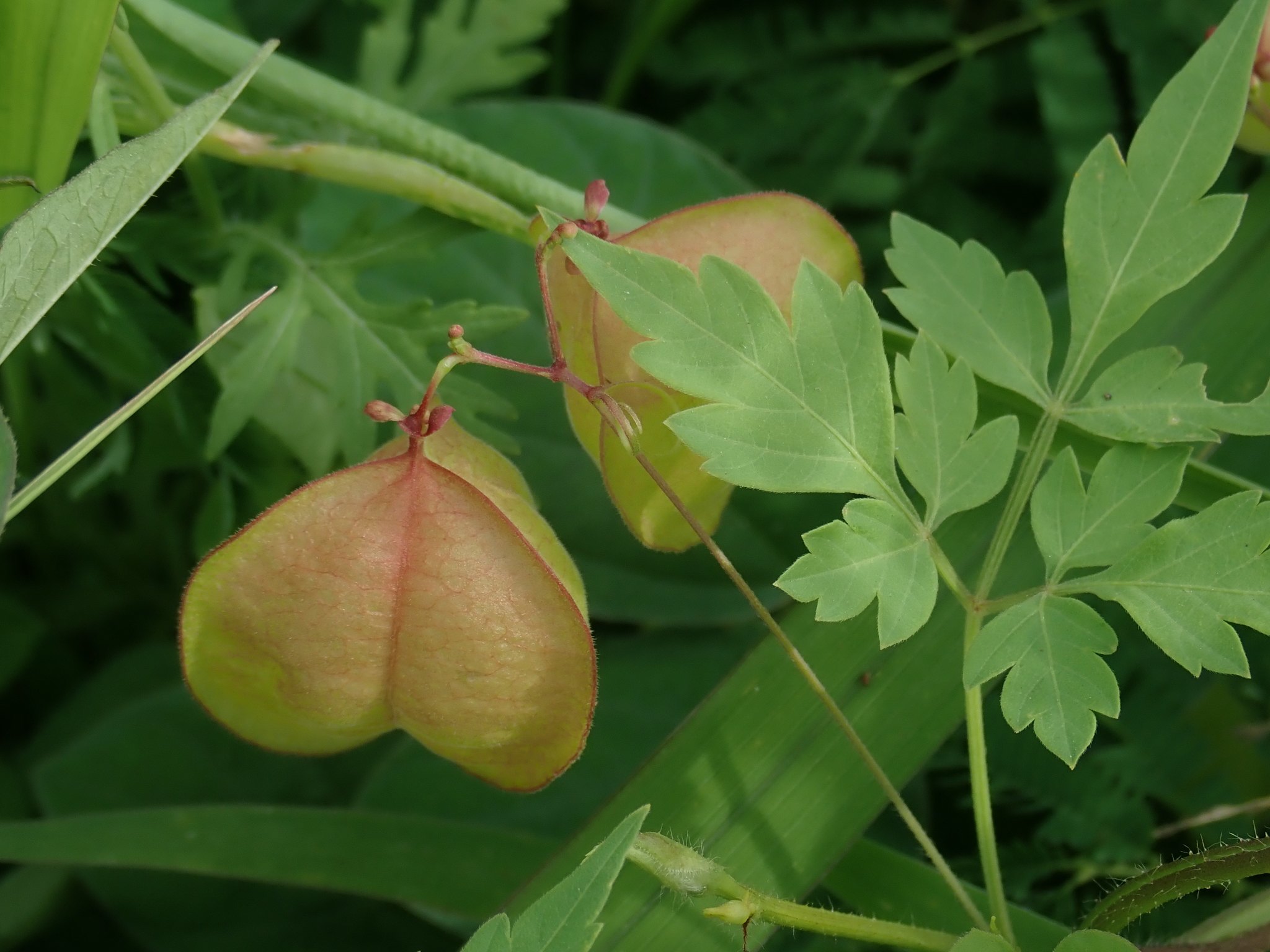 Cardiospermum halicacabum