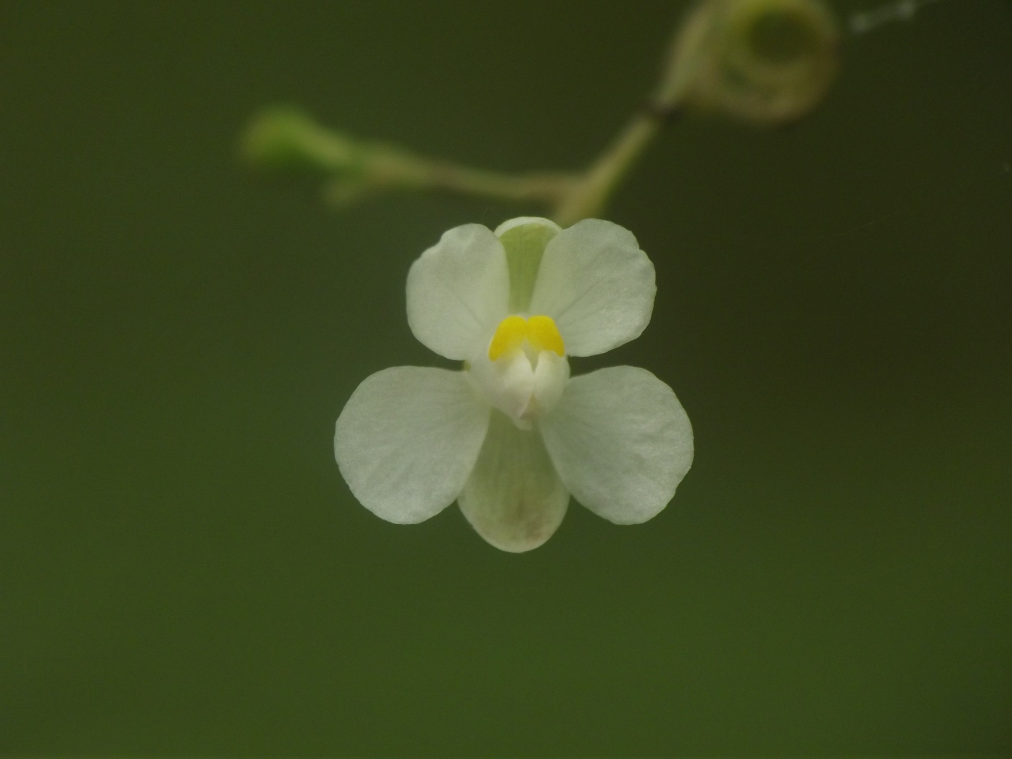 Cardiospermum halicacabum