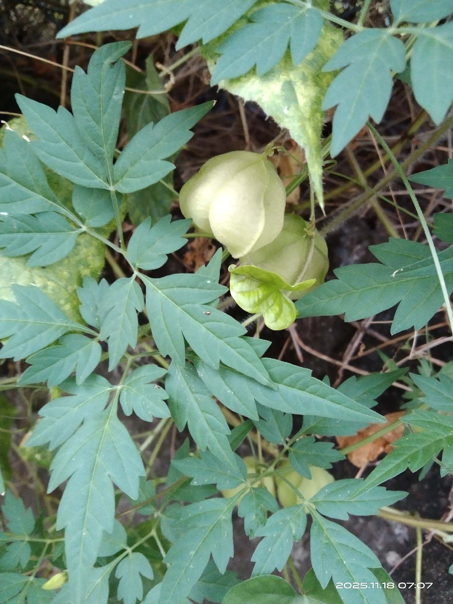 Cardiospermum halicacabum