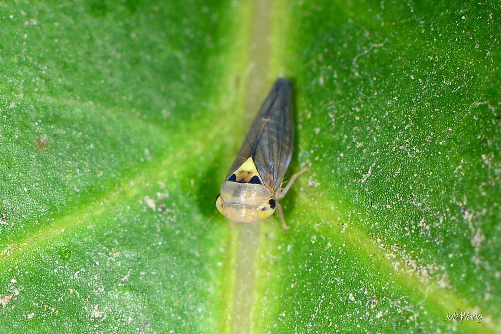 Idioscopus clypealis